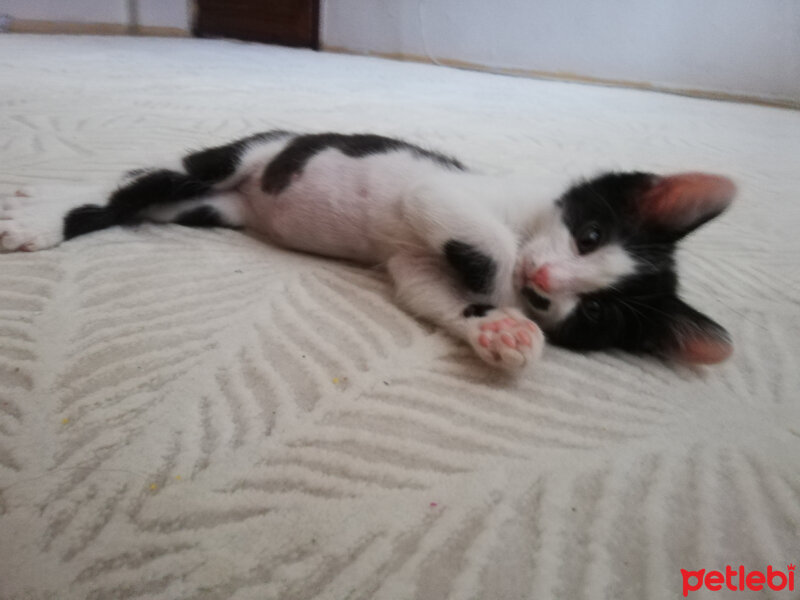 Tuxedo (Smokin) Kedi, Kedi  SANAT fotoğrafı