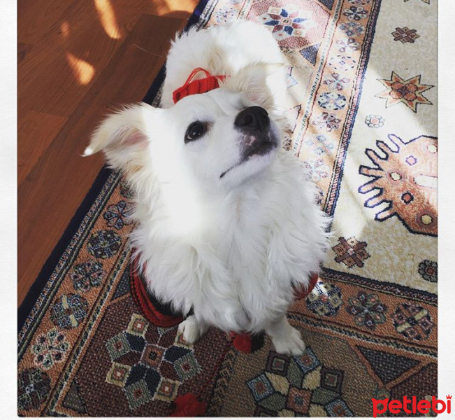 Glen of Imaal Terrier, Köpek  Beti fotoğrafı