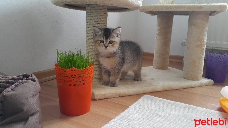 British Shorthair, Kedi  HAŞMET fotoğrafı
