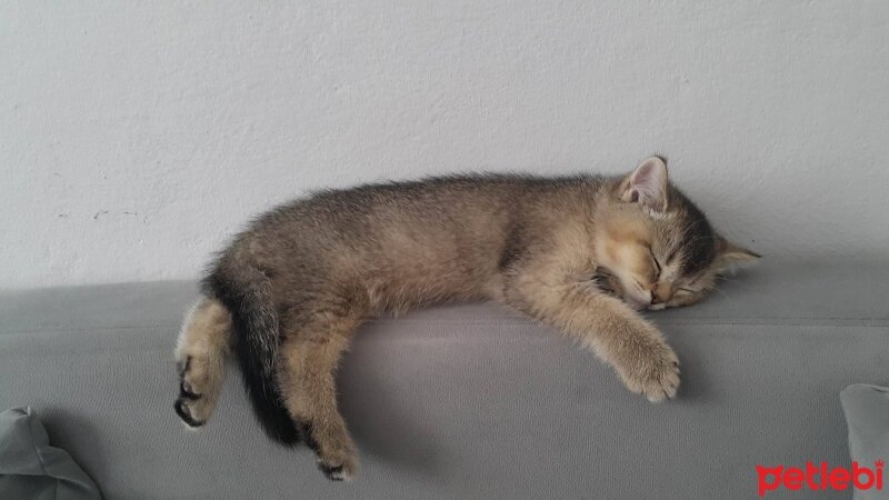 British Shorthair, Kedi  HAŞMET fotoğrafı