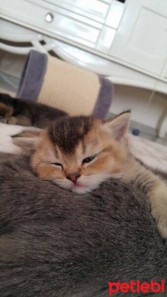 British Shorthair, Kedi  HAŞMET fotoğrafı