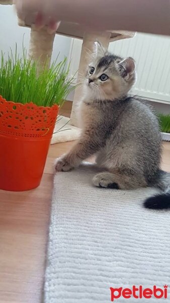 British Shorthair, Kedi  HAŞMET fotoğrafı