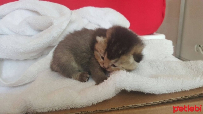 British Shorthair, Kedi  HAŞMET fotoğrafı