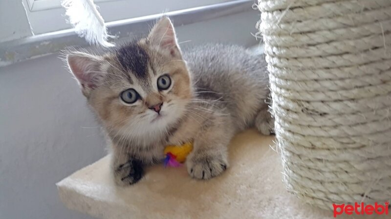 British Shorthair, Kedi  HAŞMET fotoğrafı