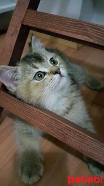 British Shorthair, Kedi  HAŞMET fotoğrafı