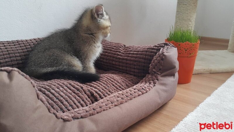 British Shorthair, Kedi  HAŞMET fotoğrafı