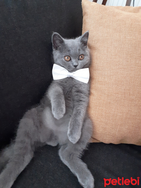 British Shorthair, Kedi  Efes fotoğrafı