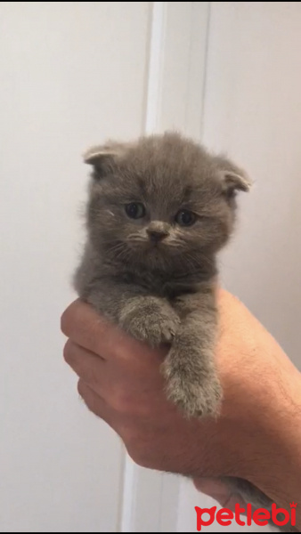Scottish Fold, Kedi  Mango fotoğrafı