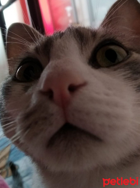 Tekir Kedi, Kedi  Osman fotoğrafı