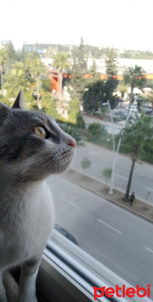 Tekir Kedi, Kedi  Osman fotoğrafı