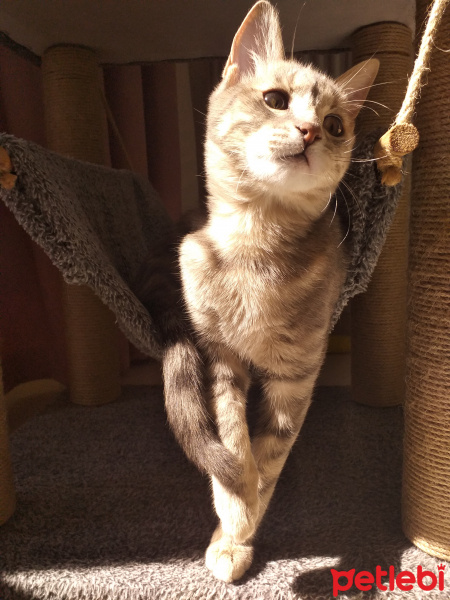 Tekir Kedi, Kedi  Happy fotoğrafı