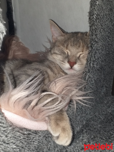 Tekir Kedi, Kedi  Happy fotoğrafı