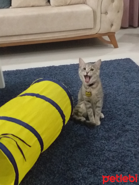 Tekir Kedi, Kedi  Happy fotoğrafı