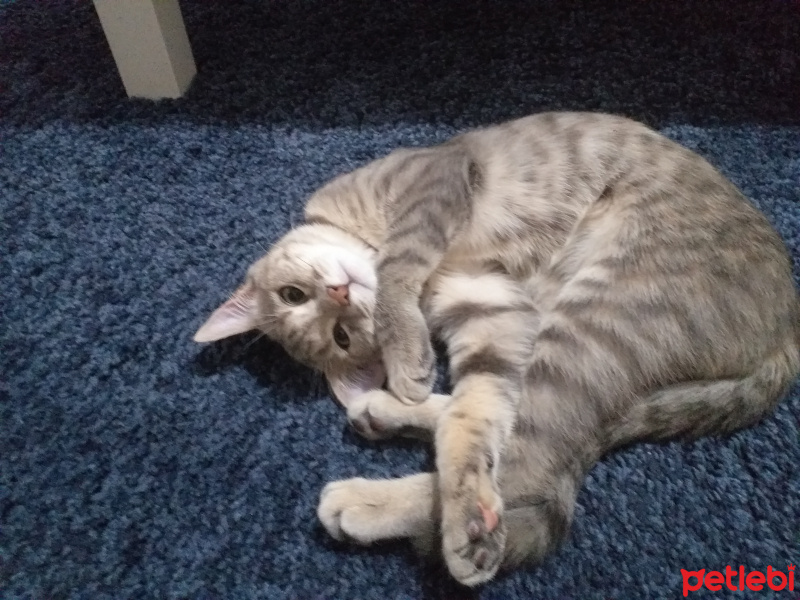 Tekir Kedi, Kedi  Happy fotoğrafı