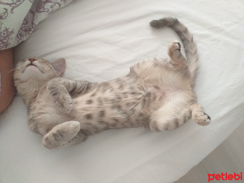 Tekir Kedi, Kedi  Happy fotoğrafı