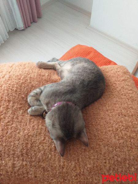 Tekir Kedi, Kedi  Happy fotoğrafı