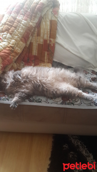Tekir Kedi, Kedi  Duman fotoğrafı