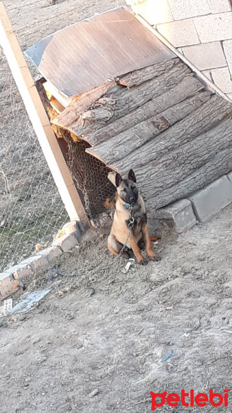 Belçika Malinois, Köpek  Efes fotoğrafı