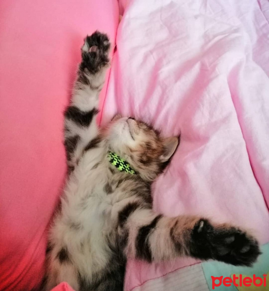 Norwegian Forest, Kedi  Cookie fotoğrafı
