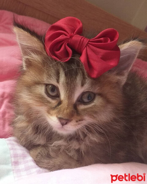 Norwegian Forest, Kedi  Cookie fotoğrafı