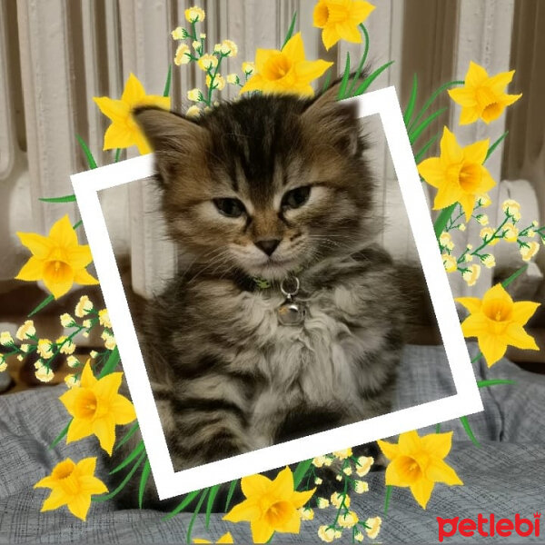 Norwegian Forest, Kedi  Cookie fotoğrafı