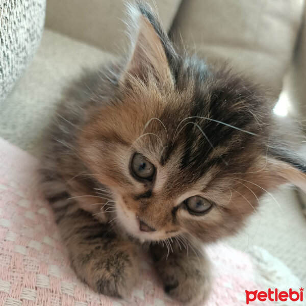 Norwegian Forest, Kedi  Cookie fotoğrafı