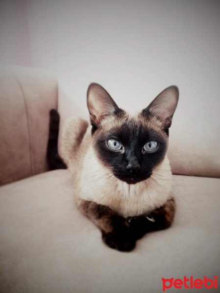 Siyam Kedisi, Kedi  Maya fotoğrafı