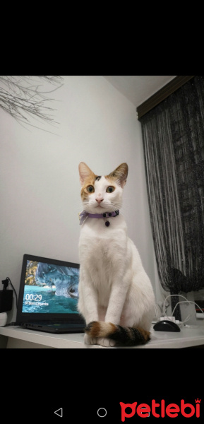Tekir Kedi, Kedi  Güneş fotoğrafı