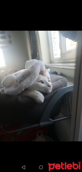 Tekir Kedi, Kedi  Güneş fotoğrafı
