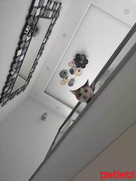 Tekir Kedi, Kedi  Güneş fotoğrafı