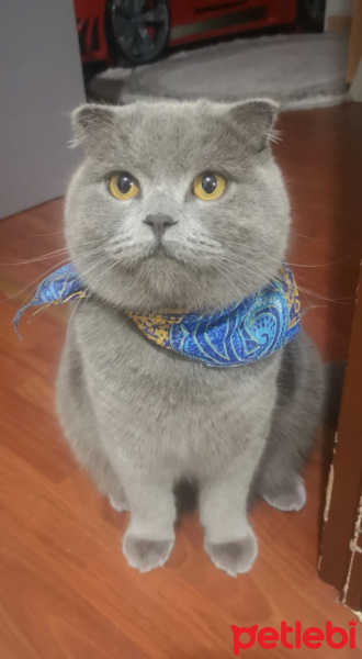 Scottish Fold, Kedi  Gogo fotoğrafı