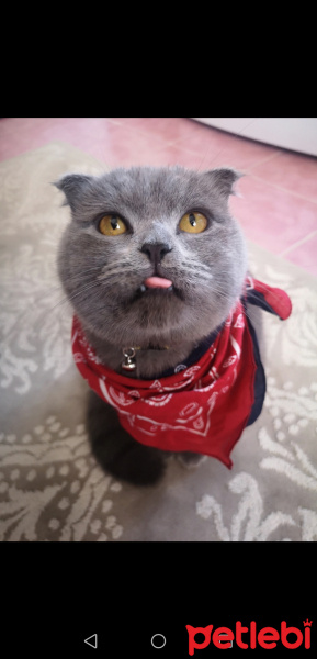 Scottish Fold, Kedi  Gogo fotoğrafı