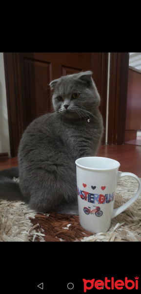 Scottish Fold, Kedi  Gogo fotoğrafı