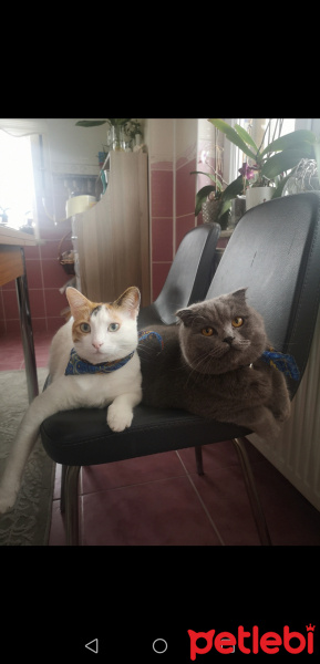Scottish Fold, Kedi  Gogo fotoğrafı