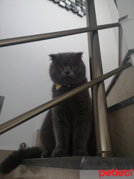 Scottish Fold, Kedi  Gogo fotoğrafı