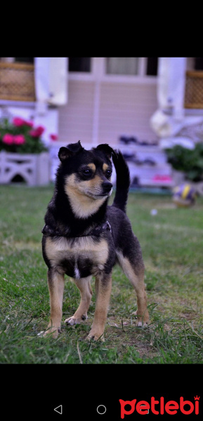 Minyatür Pinscher, Köpek  Raki fotoğrafı