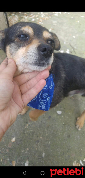 Minyatür Pinscher, Köpek  Raki fotoğrafı