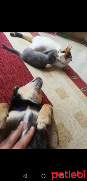 Minyatür Pinscher, Köpek  Raki fotoğrafı