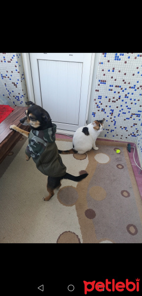 Minyatür Pinscher, Köpek  Raki fotoğrafı