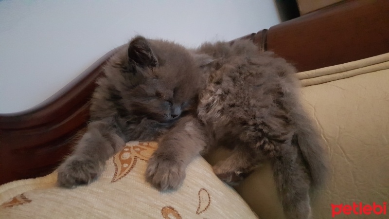 British Shorthair, Kedi  Peture fotoğrafı