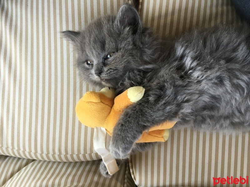 British Shorthair, Kedi  Peture fotoğrafı