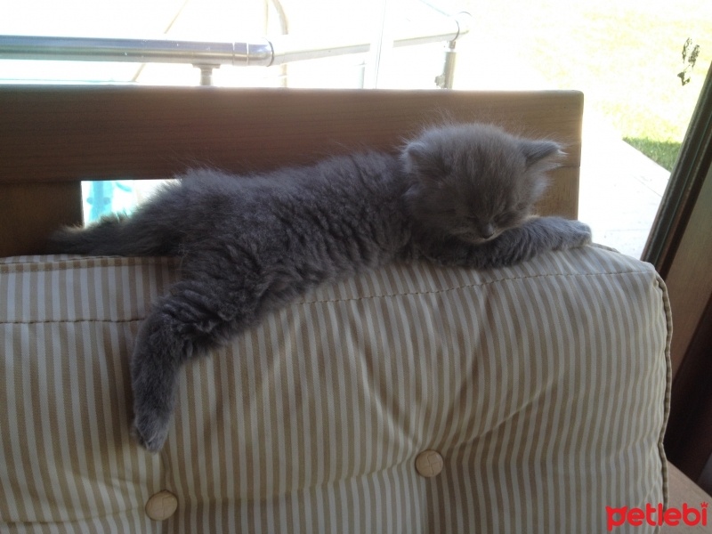British Shorthair, Kedi  Peture fotoğrafı
