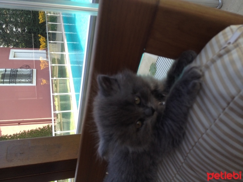 British Shorthair, Kedi  Peture fotoğrafı