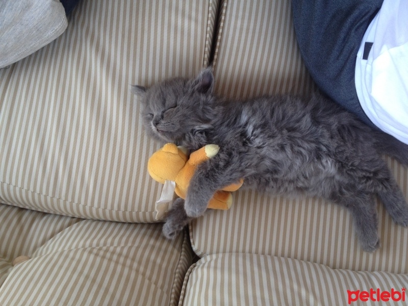 British Shorthair, Kedi  Peture fotoğrafı
