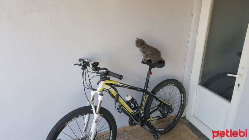 British Shorthair, Kedi  Peture fotoğrafı