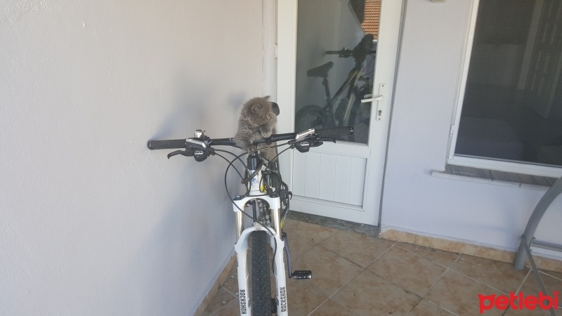 British Shorthair, Kedi  Peture fotoğrafı