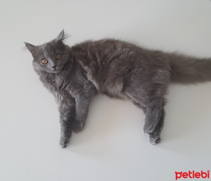 British Shorthair, Kedi  Peture fotoğrafı