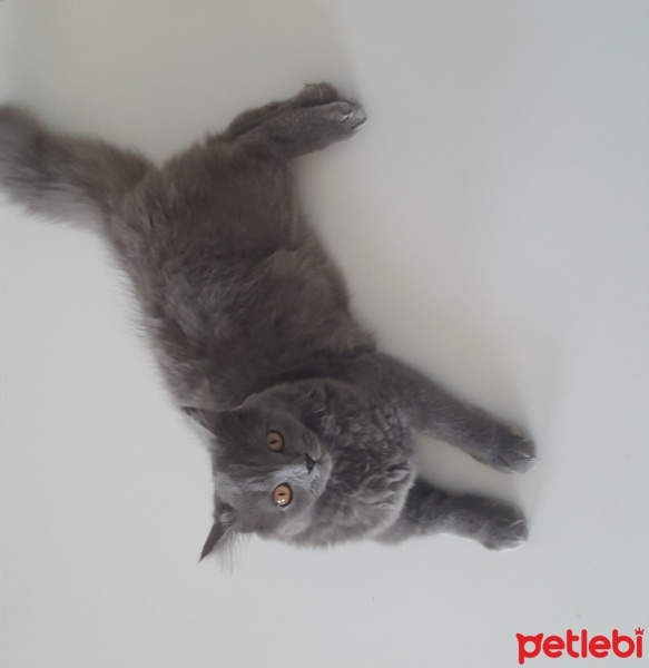 British Shorthair, Kedi  Peture fotoğrafı