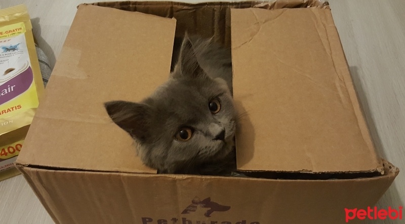 British Shorthair, Kedi  Peture fotoğrafı