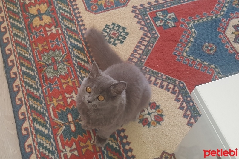 British Shorthair, Kedi  Peture fotoğrafı